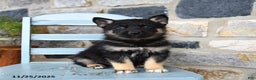 Gerberian Shepsky dogs for sale: Pilot - Ad 1