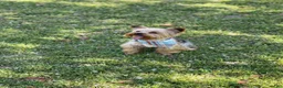 Yorkshire Terrier dogs for sale: River - Ad 5