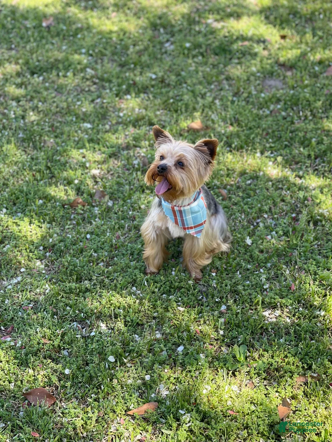 Yorkshire Terrier dogs for sale: River - Ad 5