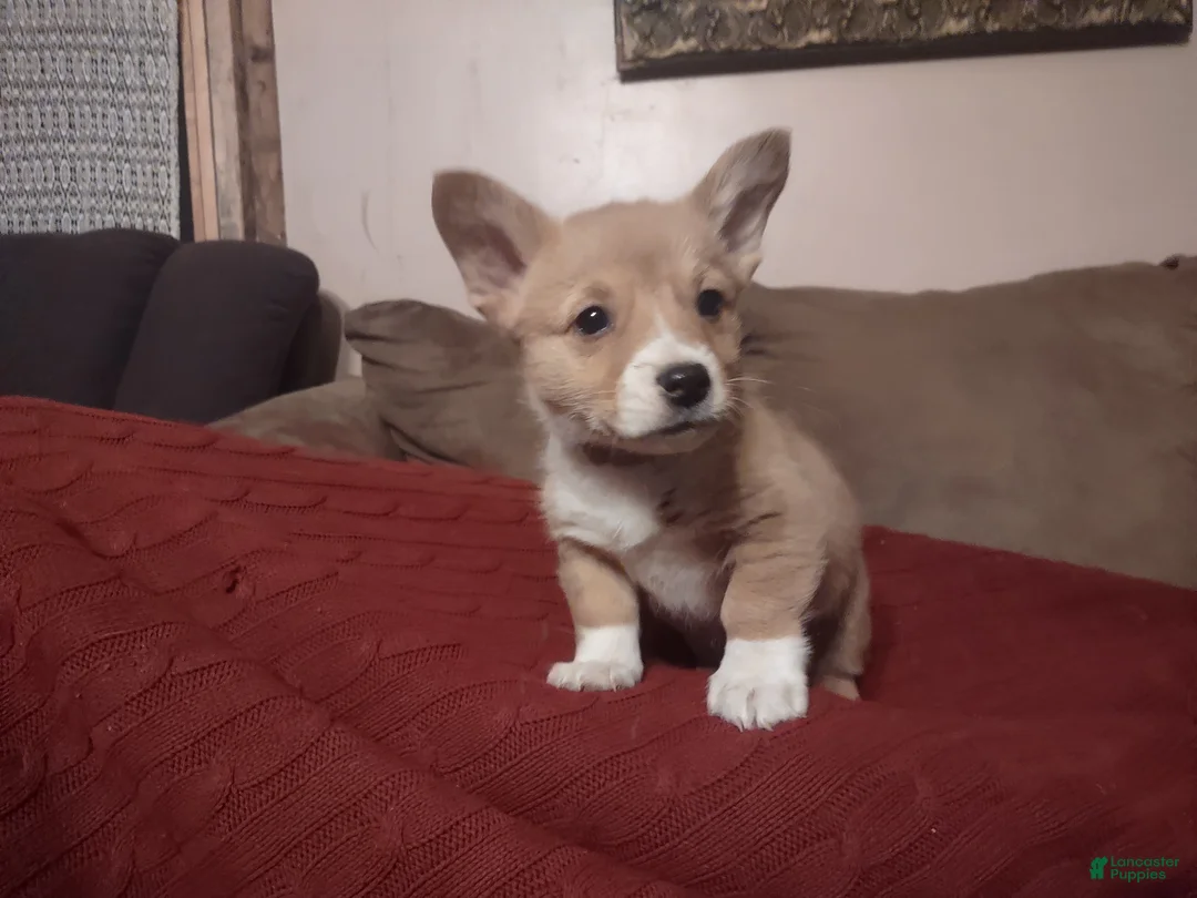 Welsh Corgi Pembroke dogs for sale: Brown Collar  - Ad 3