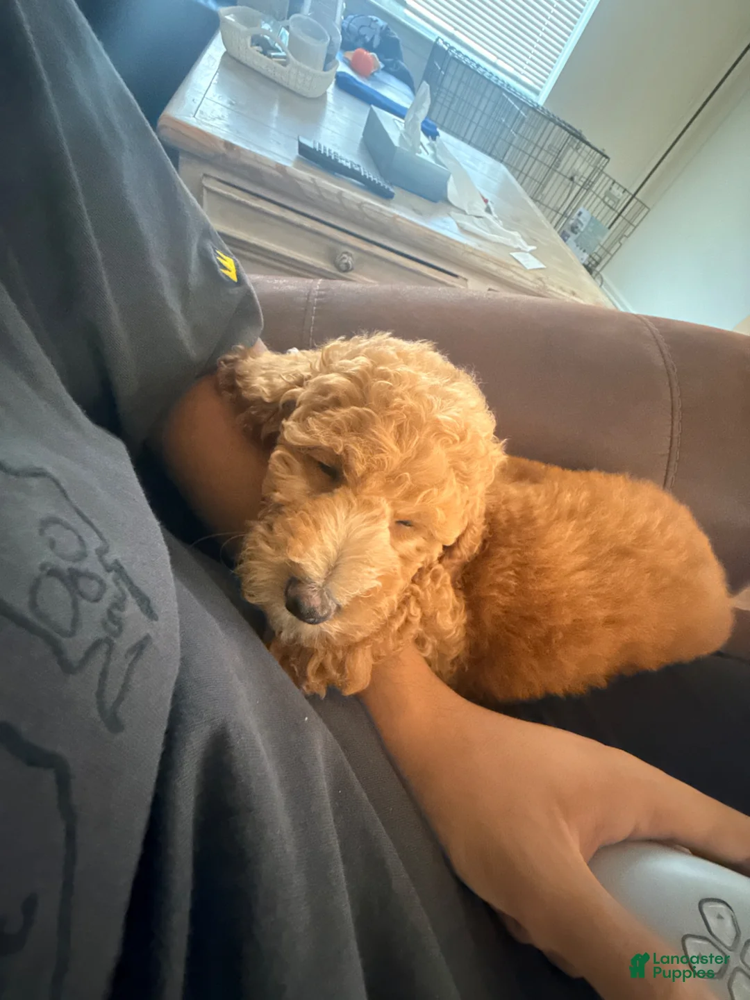 Goldendoodle dogs for sale: Goldendoodle 1 - Ad 2