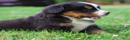 Bernese Mountain Dog dogs for sale: Sawyer - Ad 4
