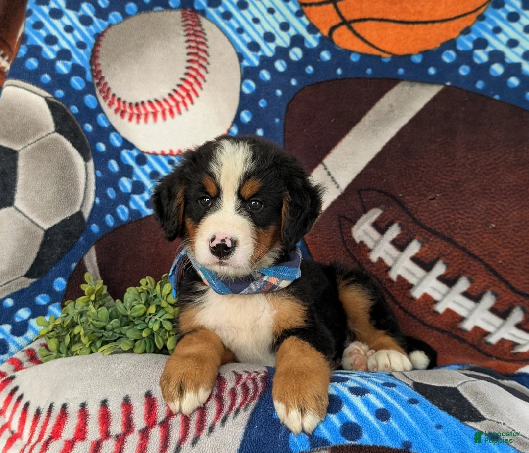 Bernese Mountain Dog dogs for sale: Brody - Ad 5