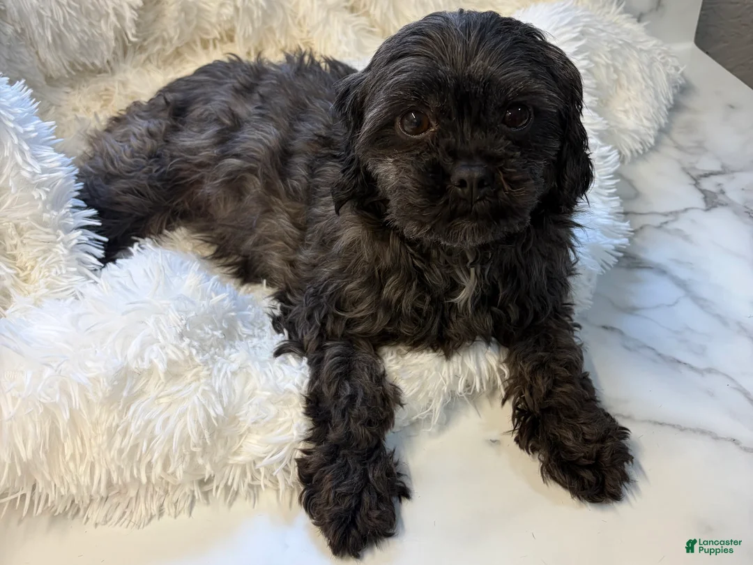 Shihpoo dogs for sale: Shiloh F1B shihpoo - Ad 10