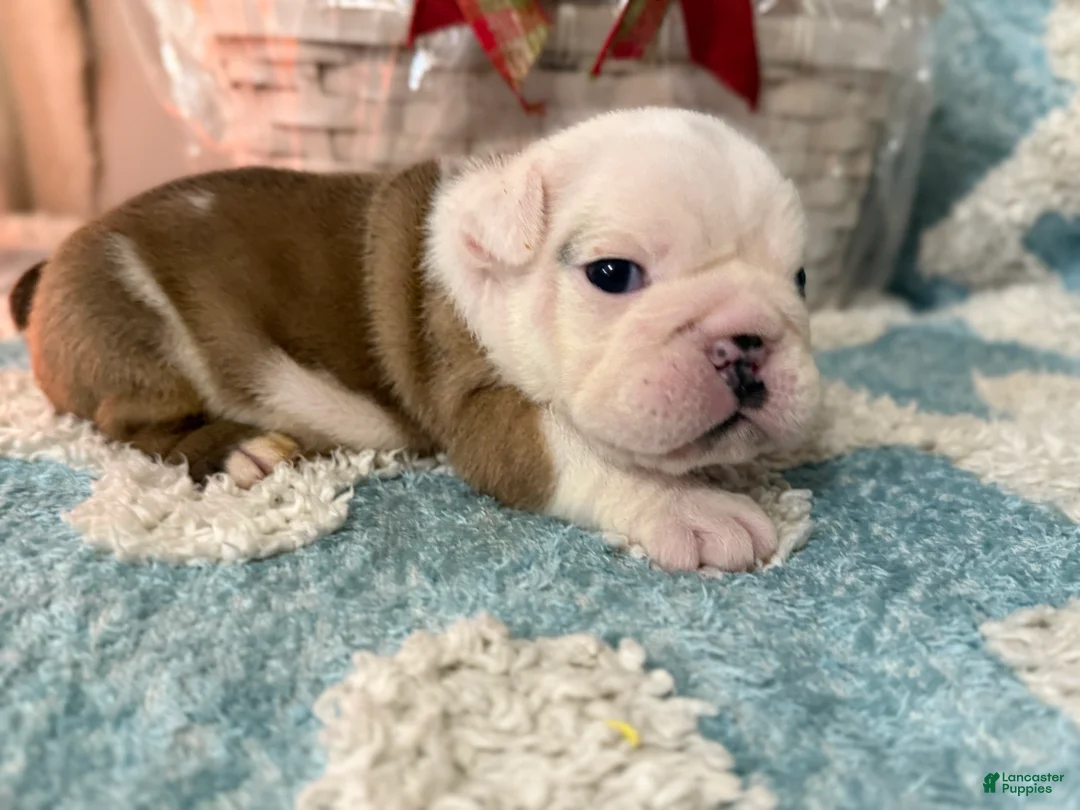 English Bulldog dogs for sale: English Bulldog Puppy 2 - Ad 3