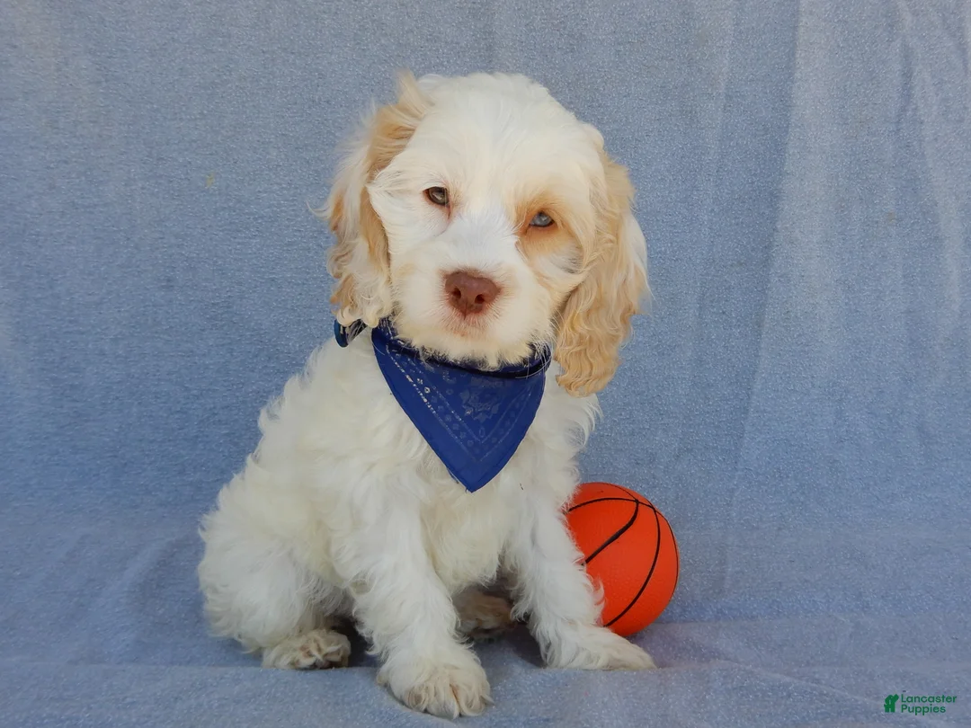 Cockapoo dogs for sale: Lucky - Ad 1
