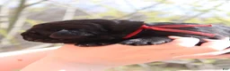 Newfoundland dogs for sale: LadyBug - Ad 8