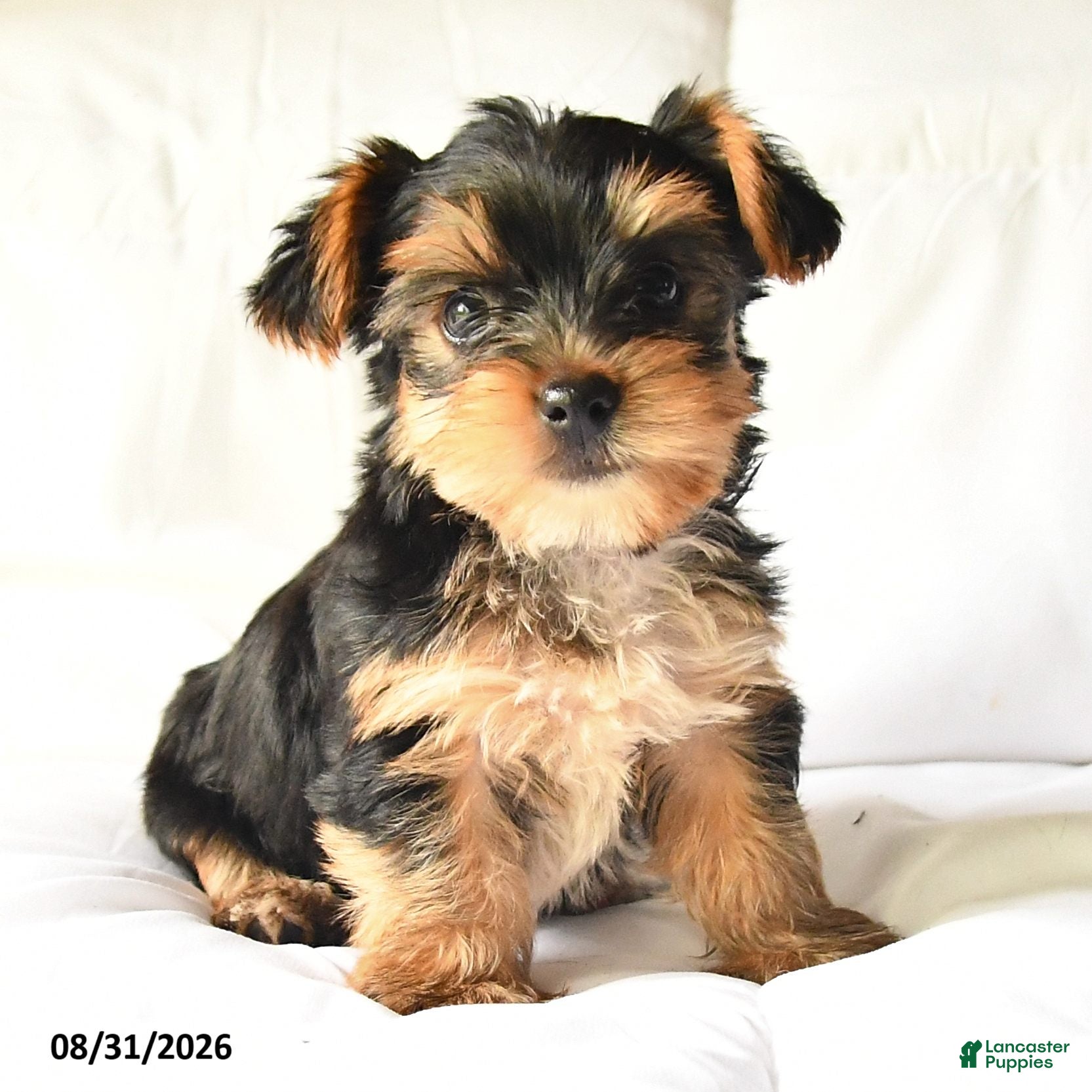 Yorkshire Terrier dogs Allen - Ad 2
