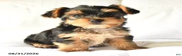 Yorkshire Terrier dogs for sale: Allen - Ad 2