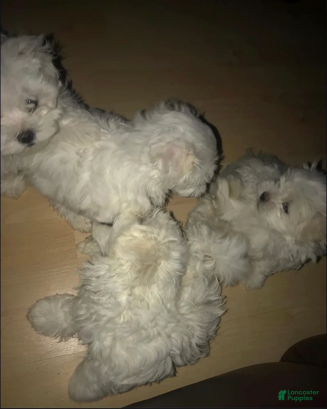 Yorkiepoo dogs for sale: Yorkiepoo Puppy 3 - Ad 2