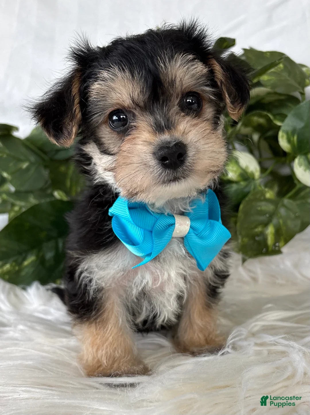 Morkie dogs for sale: Preston - Ad 5