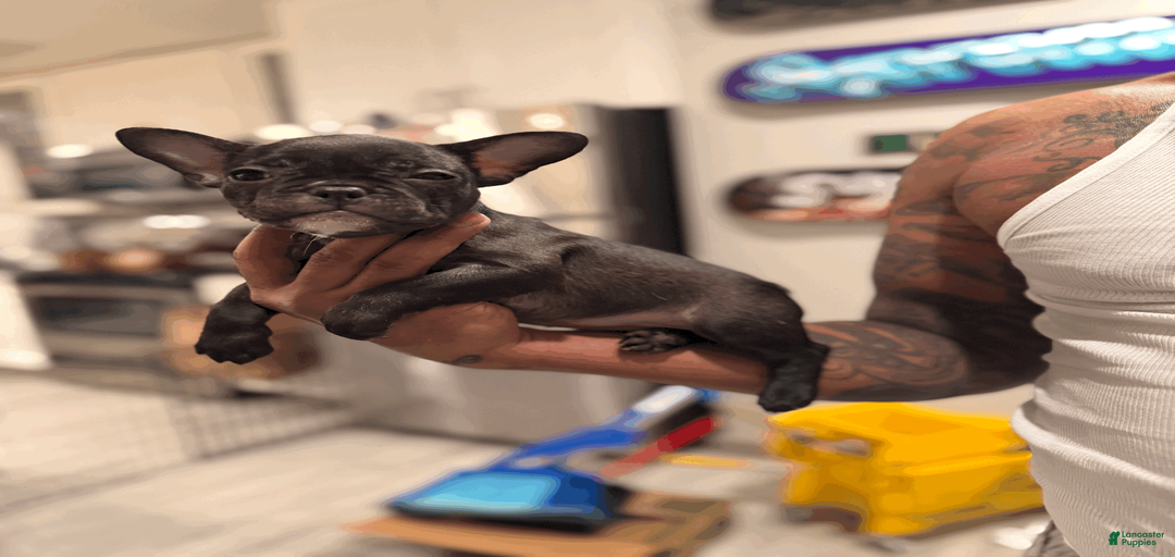 Gallery Image {{count}}