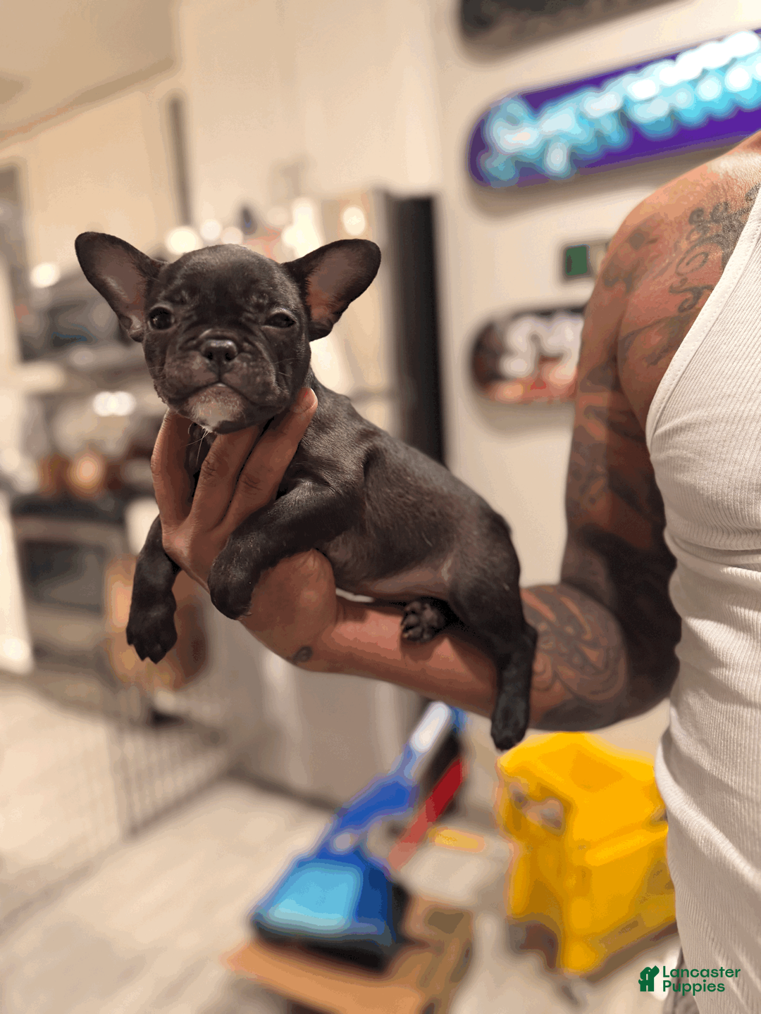 Gallery Image {{count}}