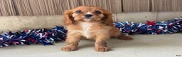 Cavalier King Charles Spaniel dogs for sale: Hunter Cavalier King Charles Spaniel  - Ad 12