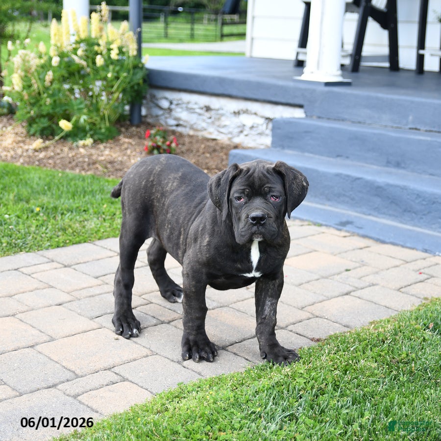 Cane Corso dogs Max  - Ad 2