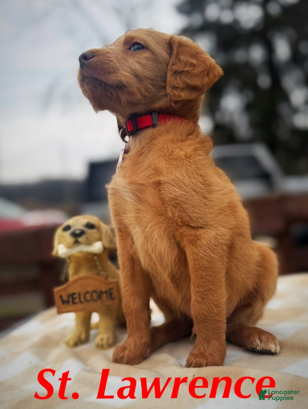 Labradoodle dogs for sale: Labradoodle Puppy 1 - Ad 1