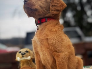 Labradoodle dogs Labradoodle Puppy 1 - Ad 38