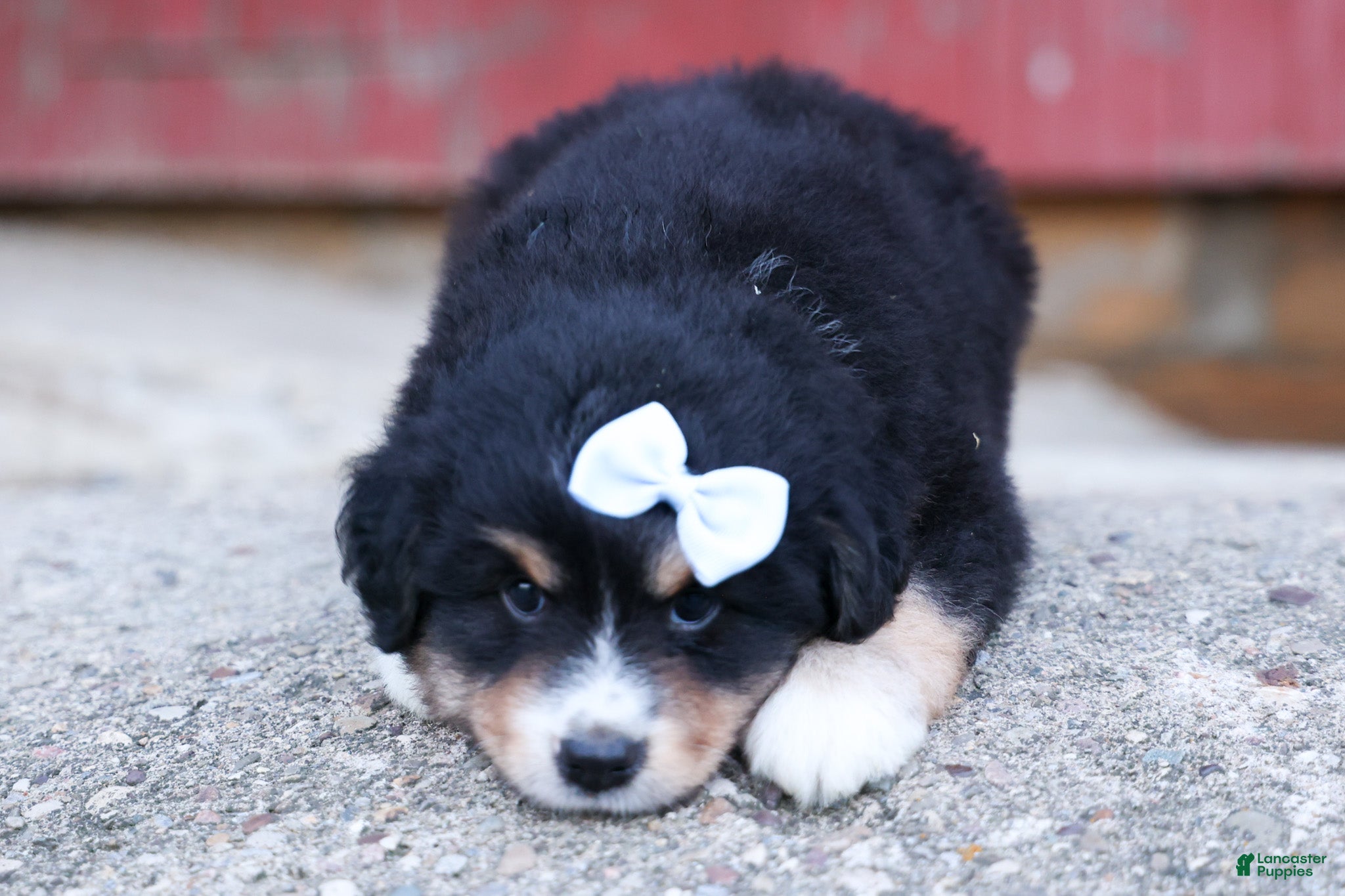 Miniature Australian Shepherd dogs LINCOLN - Ad 2