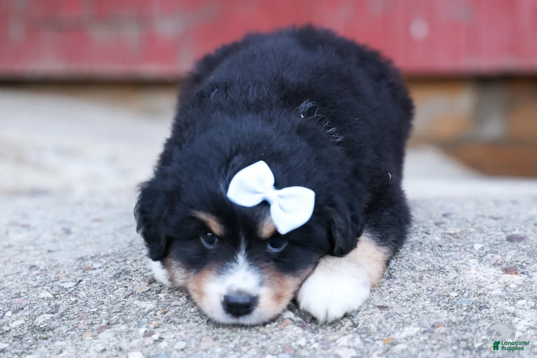 Miniature Australian Shepherd dogs for sale: LINCOLN - Ad 2