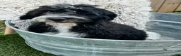 Mini Bernedoodle dogs for sale: Nova - Ad 1