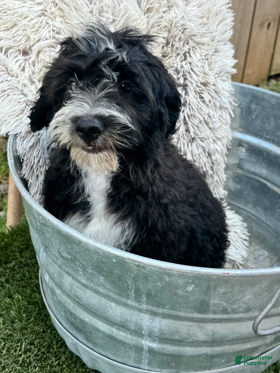 Mini Bernedoodle dogs for sale: Nova - Ad 1