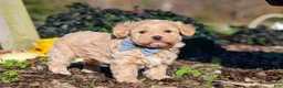 Maltipoo dogs for sale: Enzo - Ad 4