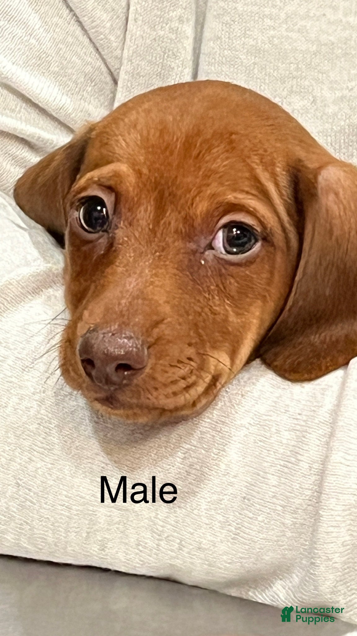 Dachshund dogs for sale: Mini Dachshund Puppy 1 - Ad 3