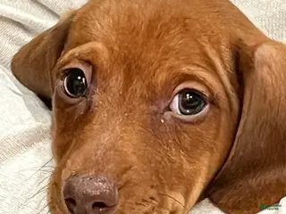 Dachshund dogs for sale: Mini Dachshund Puppy 1 - Ad 3