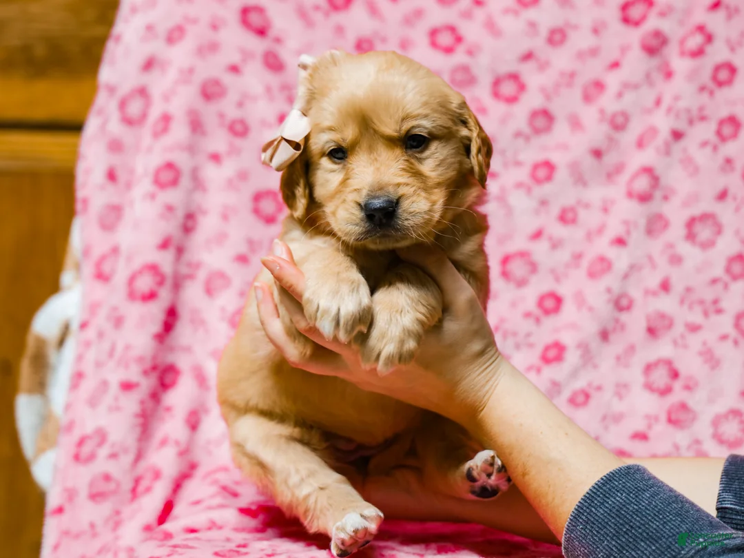 Golden Retriever dogs for sale: Dahlia Golden Retriever Puppy 7 - Ad 2