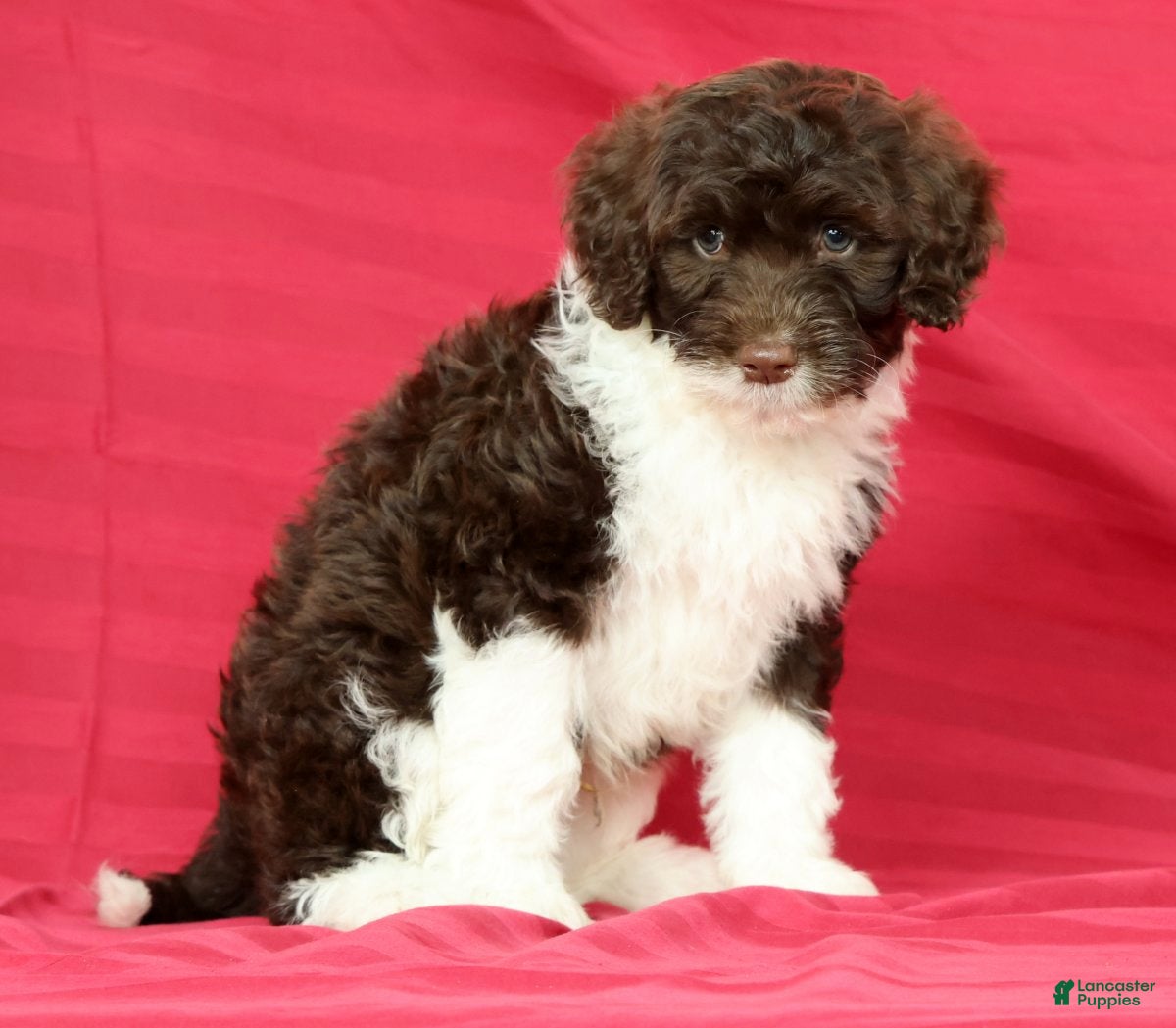 Portuguese Water Dog dogs Romeo - Ad 2