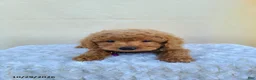 Miniature Poodle dogs for sale: Gary - Ad 8
