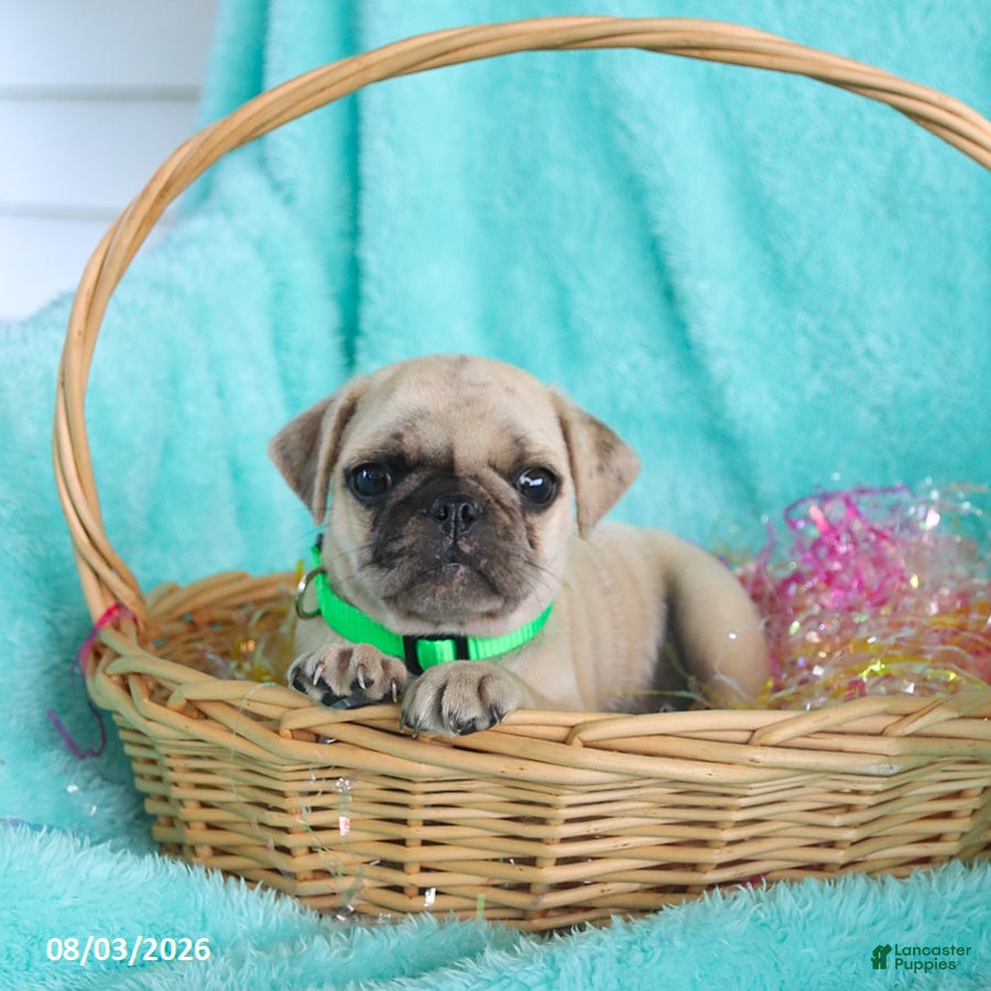 Pug dogs for sale: Button - Ad 4