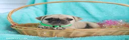 Pug dogs for sale: Button - Ad 1