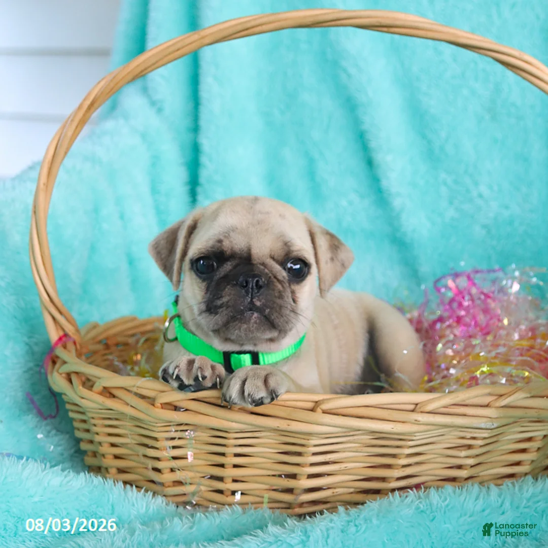 Pug dogs for sale: Button - Ad 1