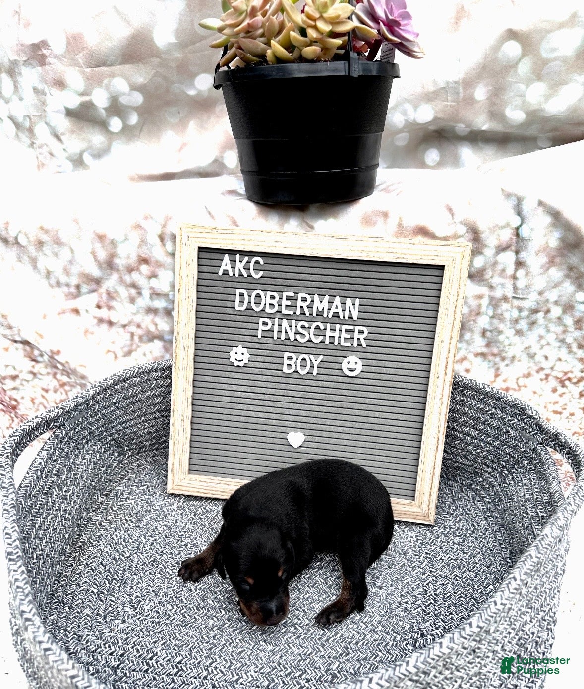 Doberman Pinscher dogs Black boy, black collar - Ad 3