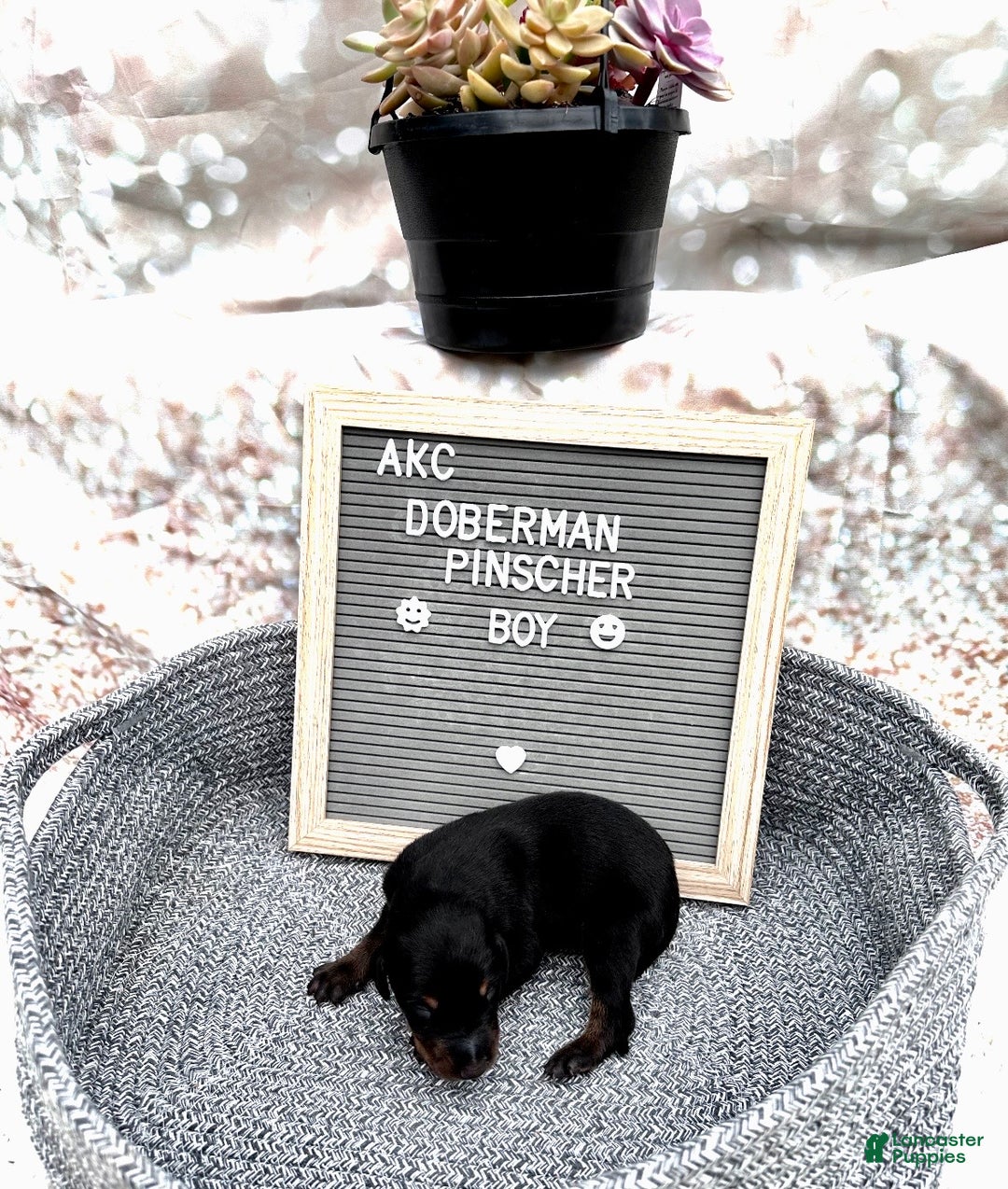 Doberman Pinscher dogs for sale: Black boy, black collar - Ad 1