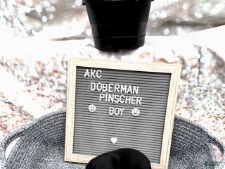 Doberman Pinscher dogs Black boy, black collar - Ad 15