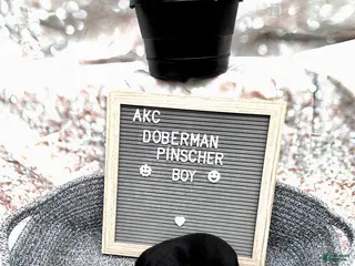 Doberman Pinscher dogs Black boy, black collar - Ad 18