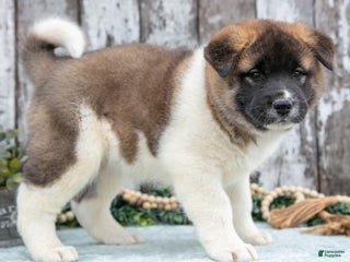 Akita dogs - Ad 5