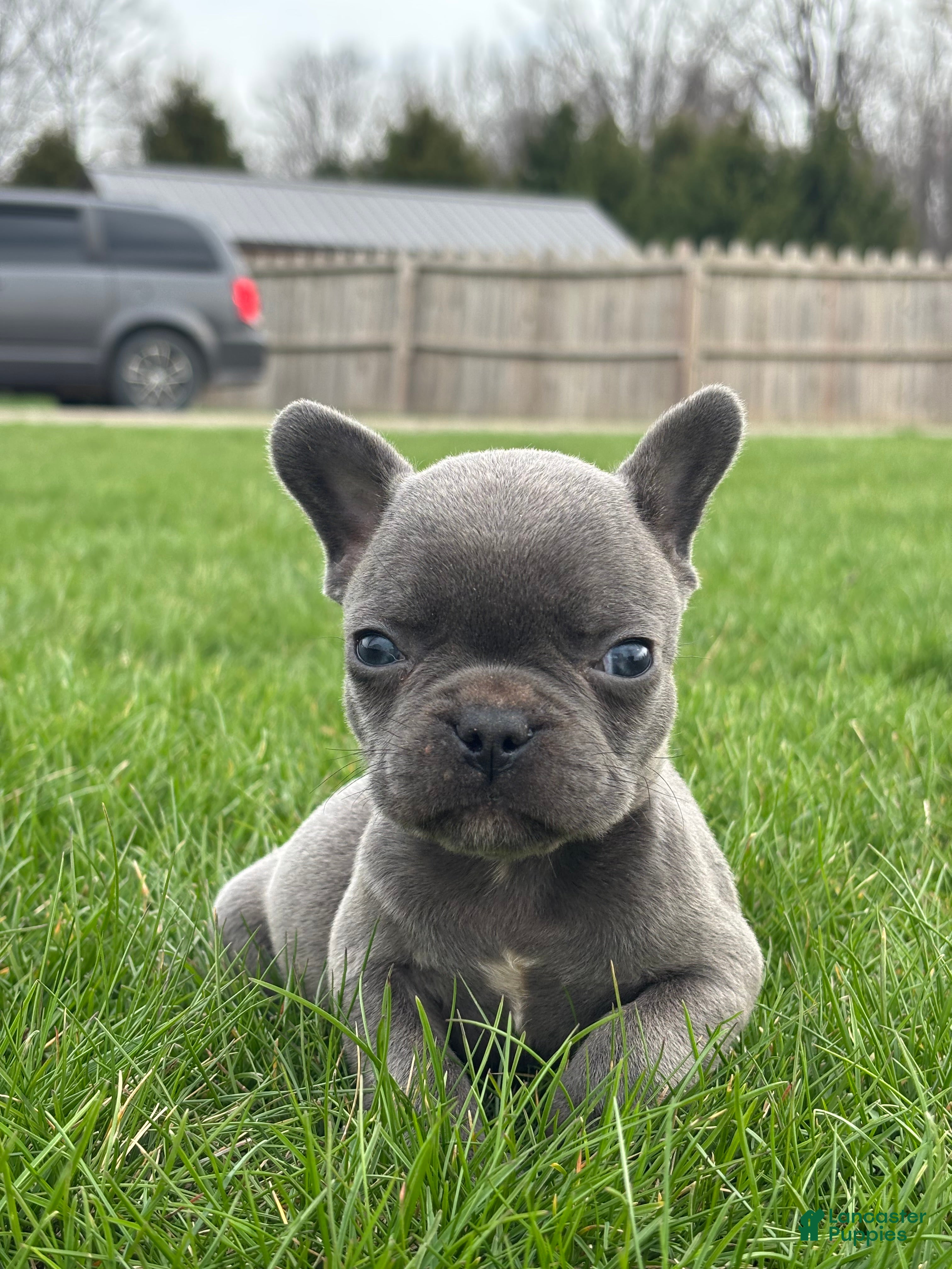 French Bulldog dogs Henrey - Ad 1