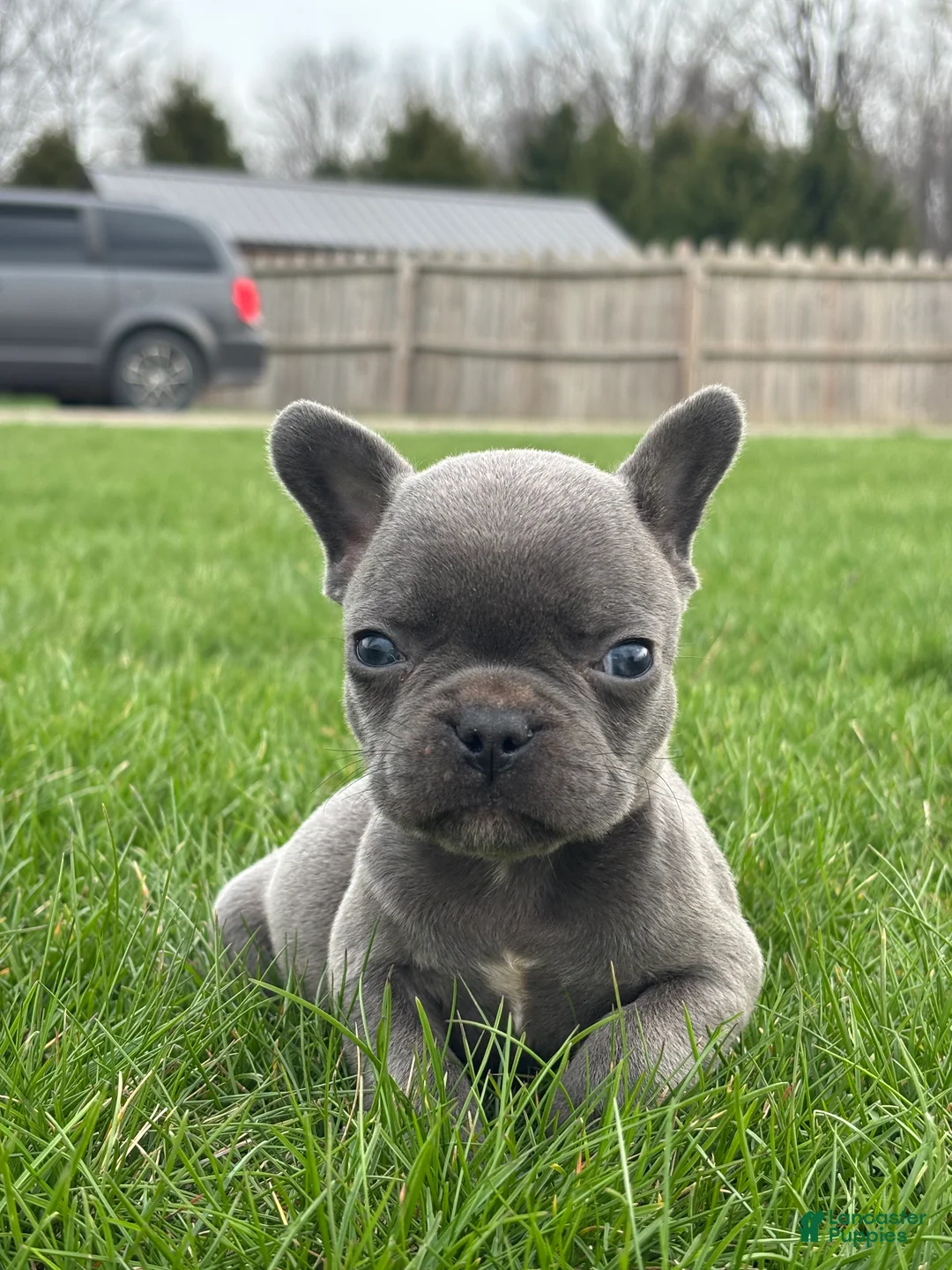 French Bulldog dogs for sale: Henrey - Ad 1