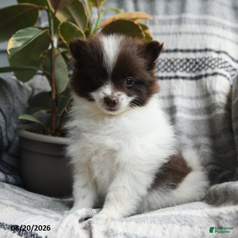 Pomeranian dogs Connie - Ad 1