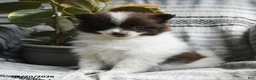 Pomeranian dogs for sale: Connie - Ad 1