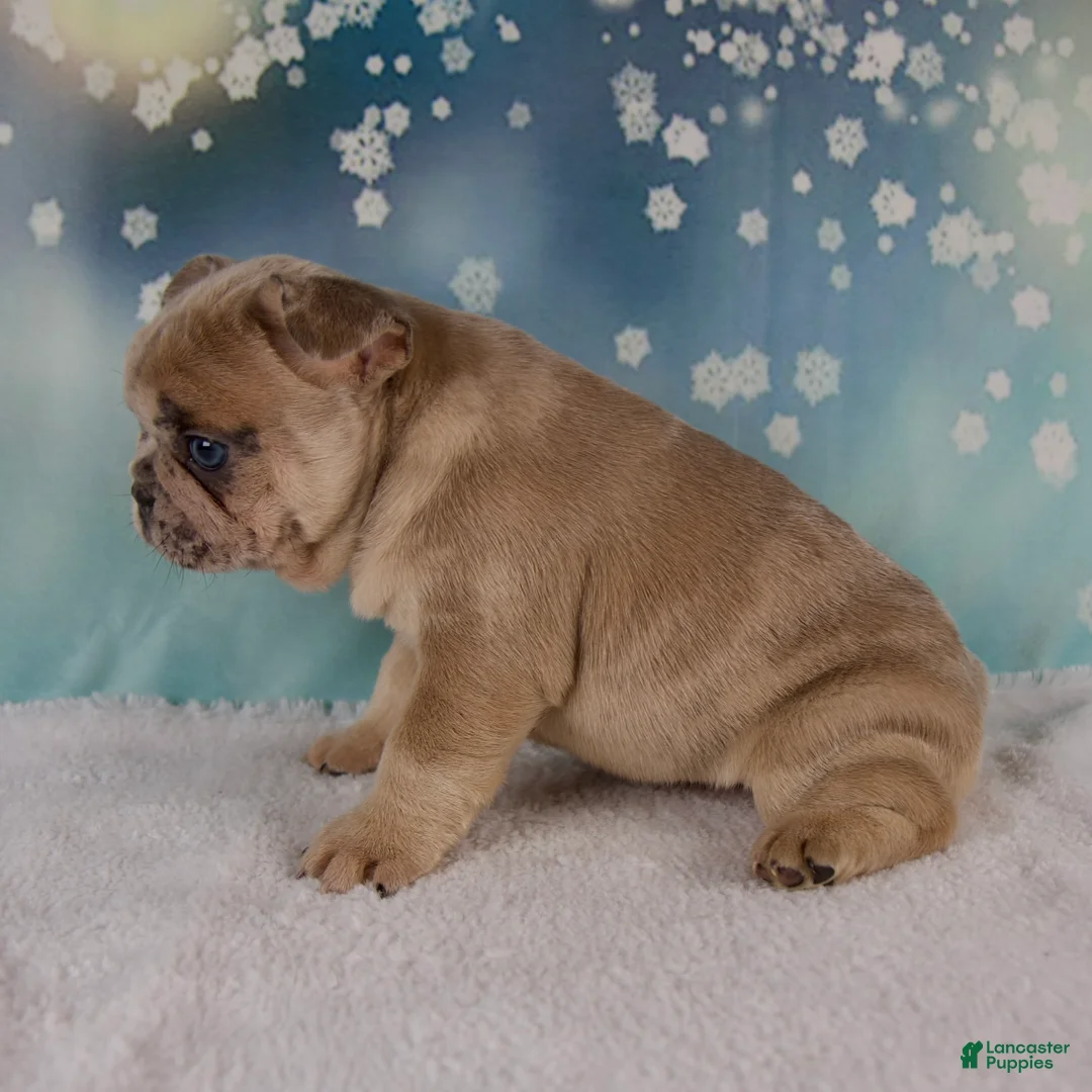 French Bulldog dogs for sale: Maverick - Ad 7