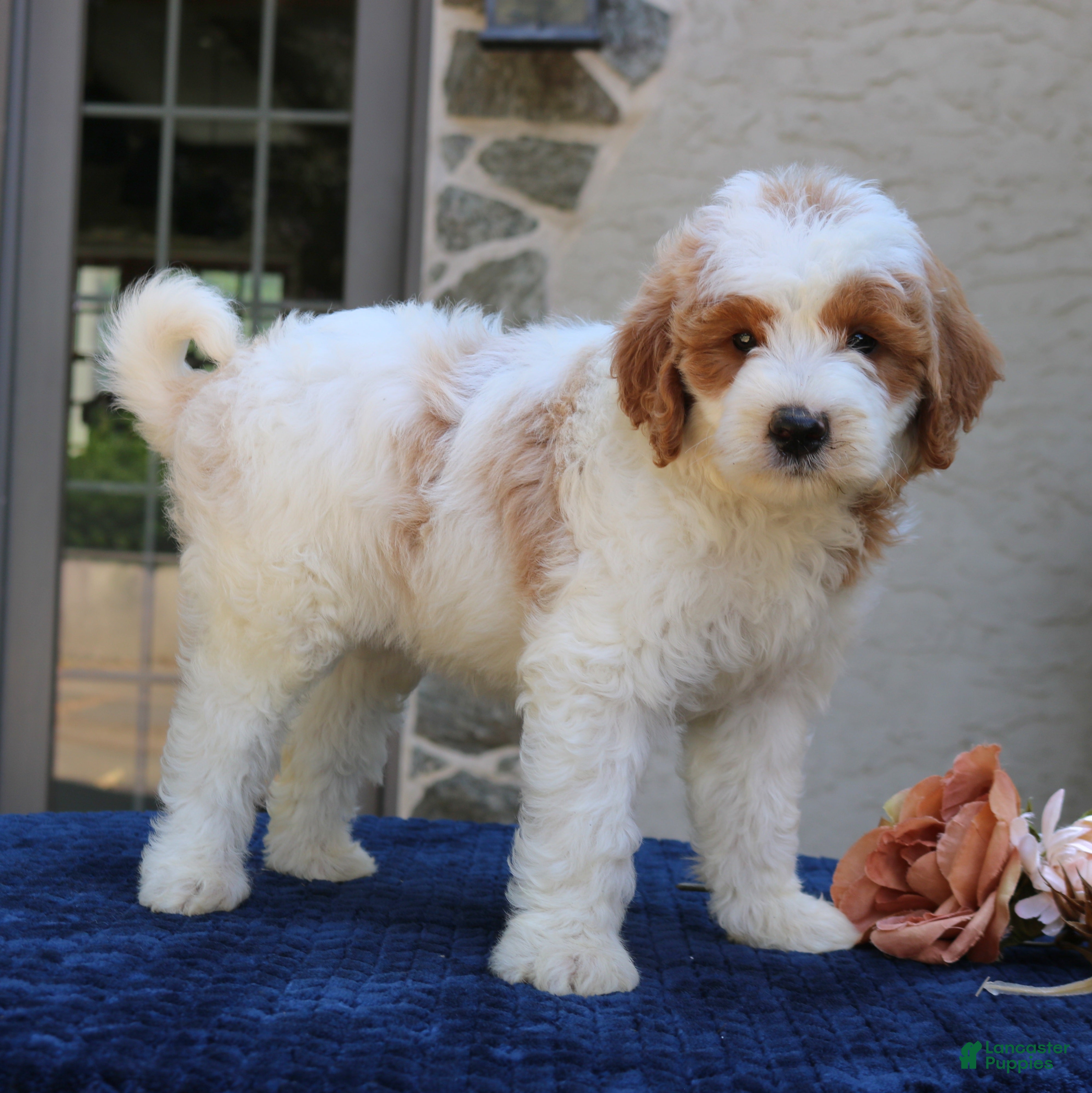 Goldendoodle dogs Dawson  - Ad 1