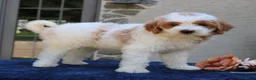 Goldendoodle dogs for sale: Dawson  - Ad 1