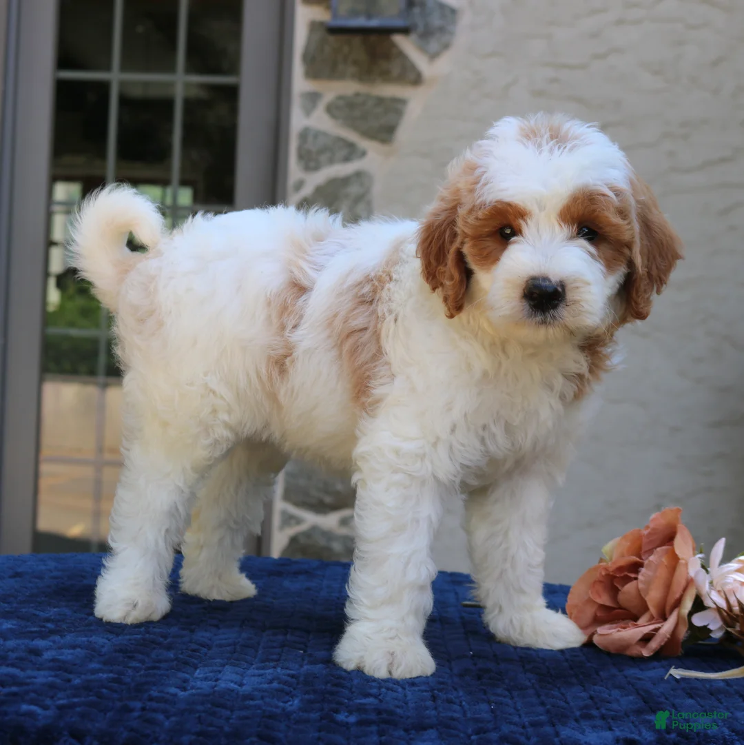 Goldendoodle dogs for sale: Dawson  - Ad 1