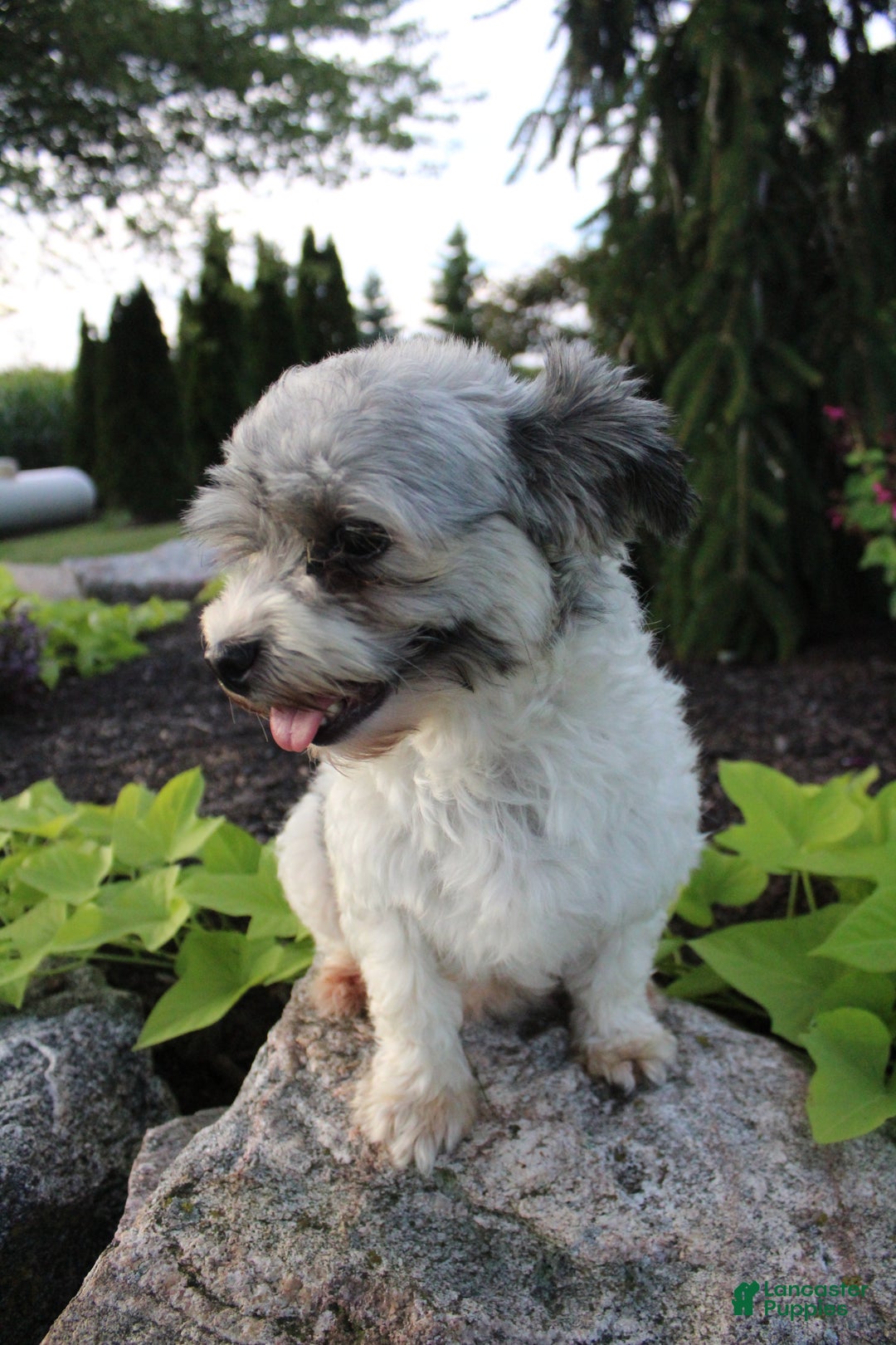 Havanese Rescue Female Havanese Puppies For Sale Havanese Puppies