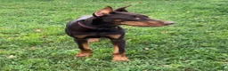 Doberman Pinscher dogs for sale: Diesel - Ad 4