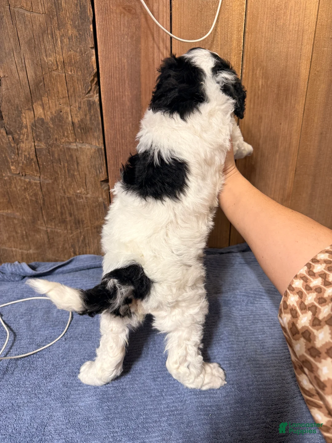 Mixed Breed dogs for sale: Medium F1b Bernedoodle - Scarlett - Ad 2